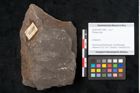 Foto (Objekt + Etikett) von Plantae indet.  (NHMW-GEO-2024-0188-11568)